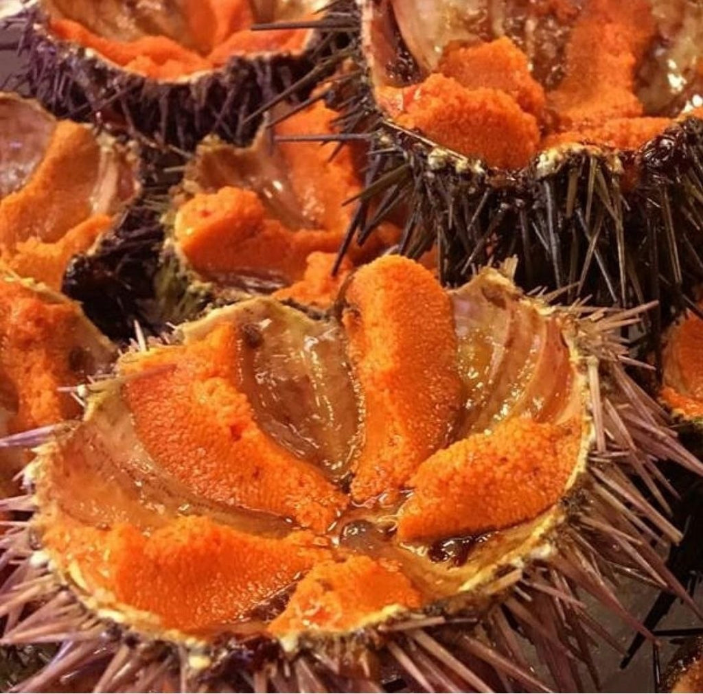 Fresh Sea Urchin