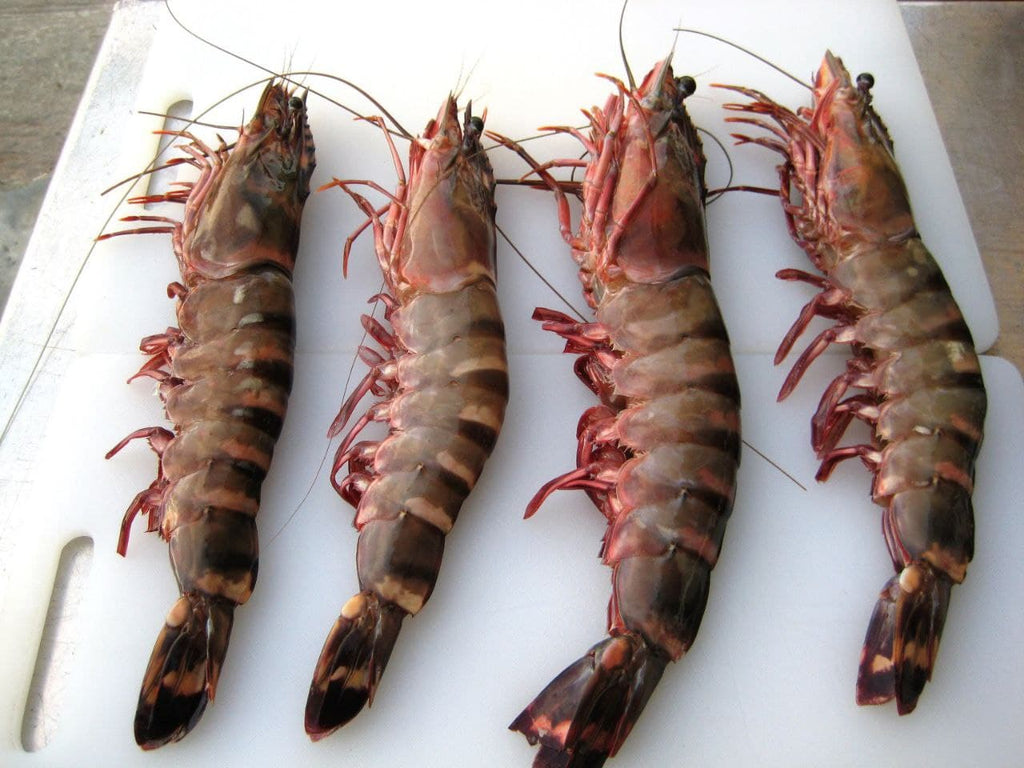 Shrimps 6/8