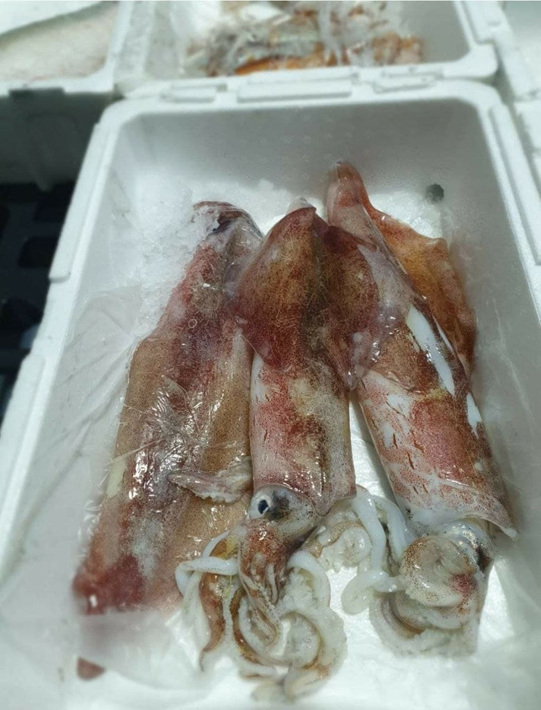 Fresh Squid