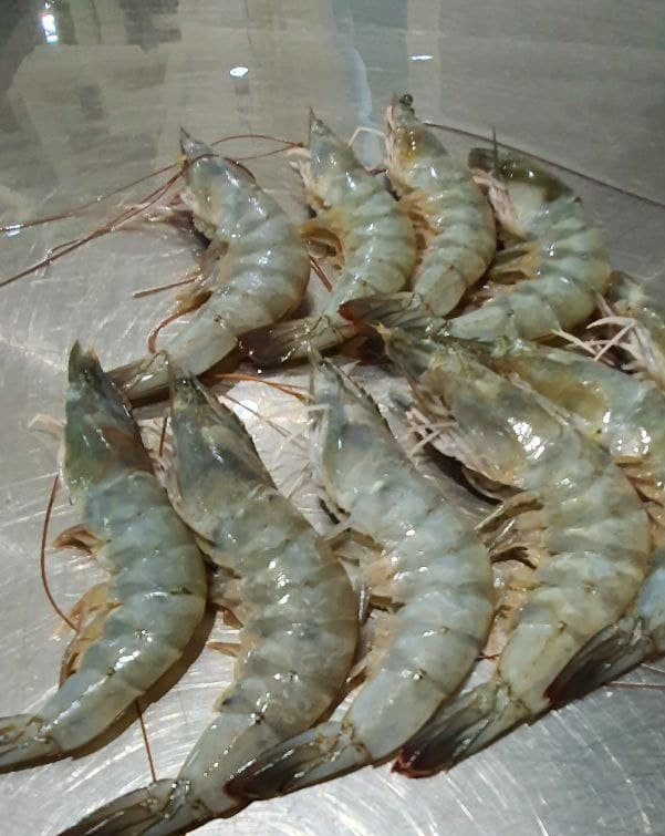 Fresh Prawns