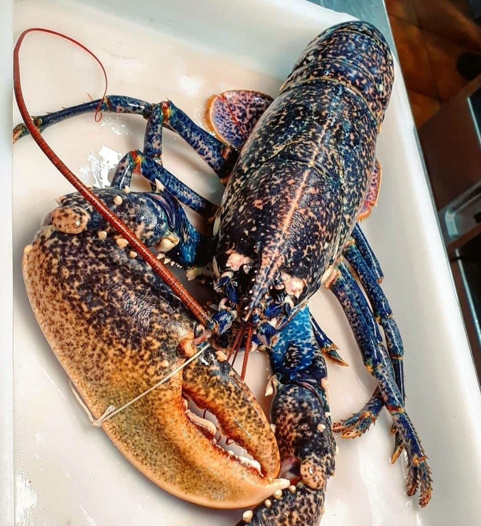 Live Blue Lobster