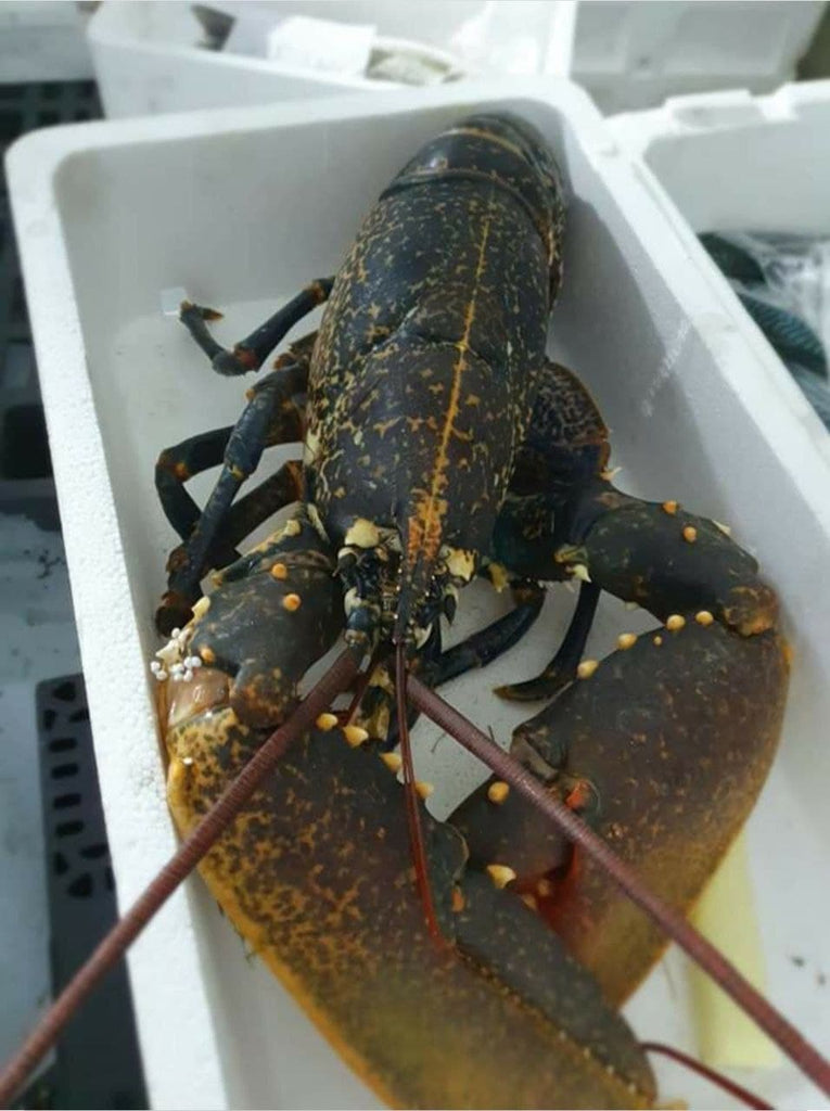 Live Lobster Canada