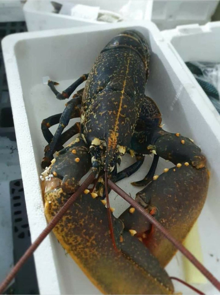 Homard Vivant Canadien