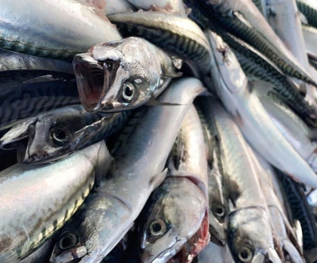 Mackerel