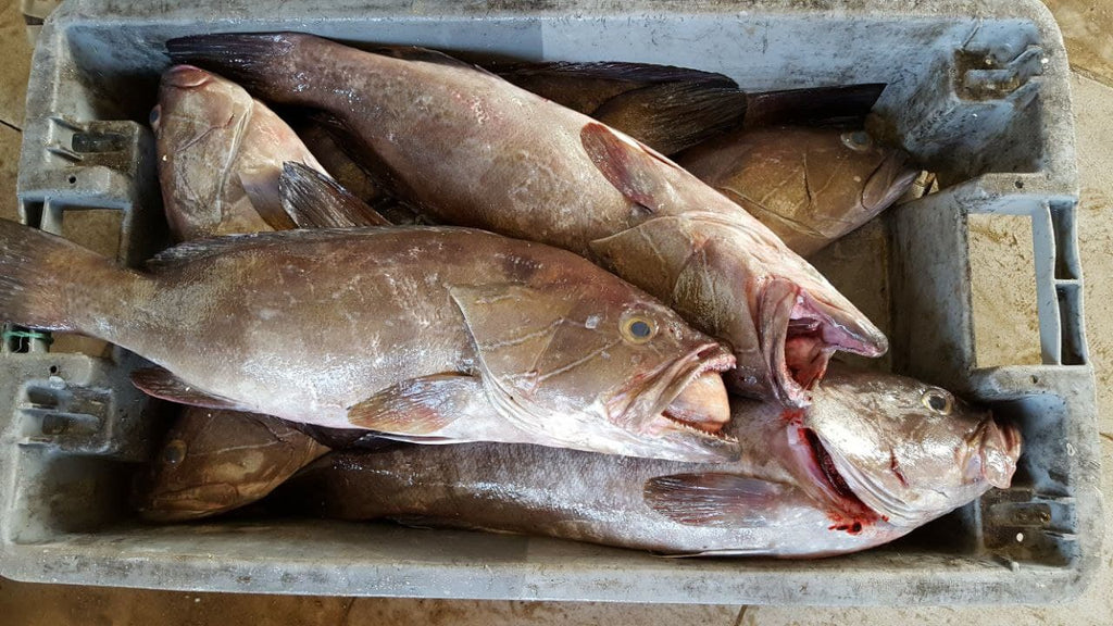 Goldbotch grouper