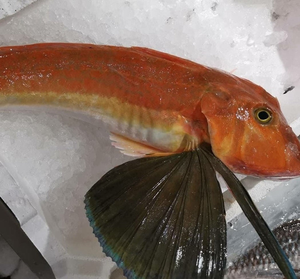 Red Gurnard