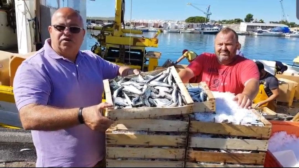 Sardine