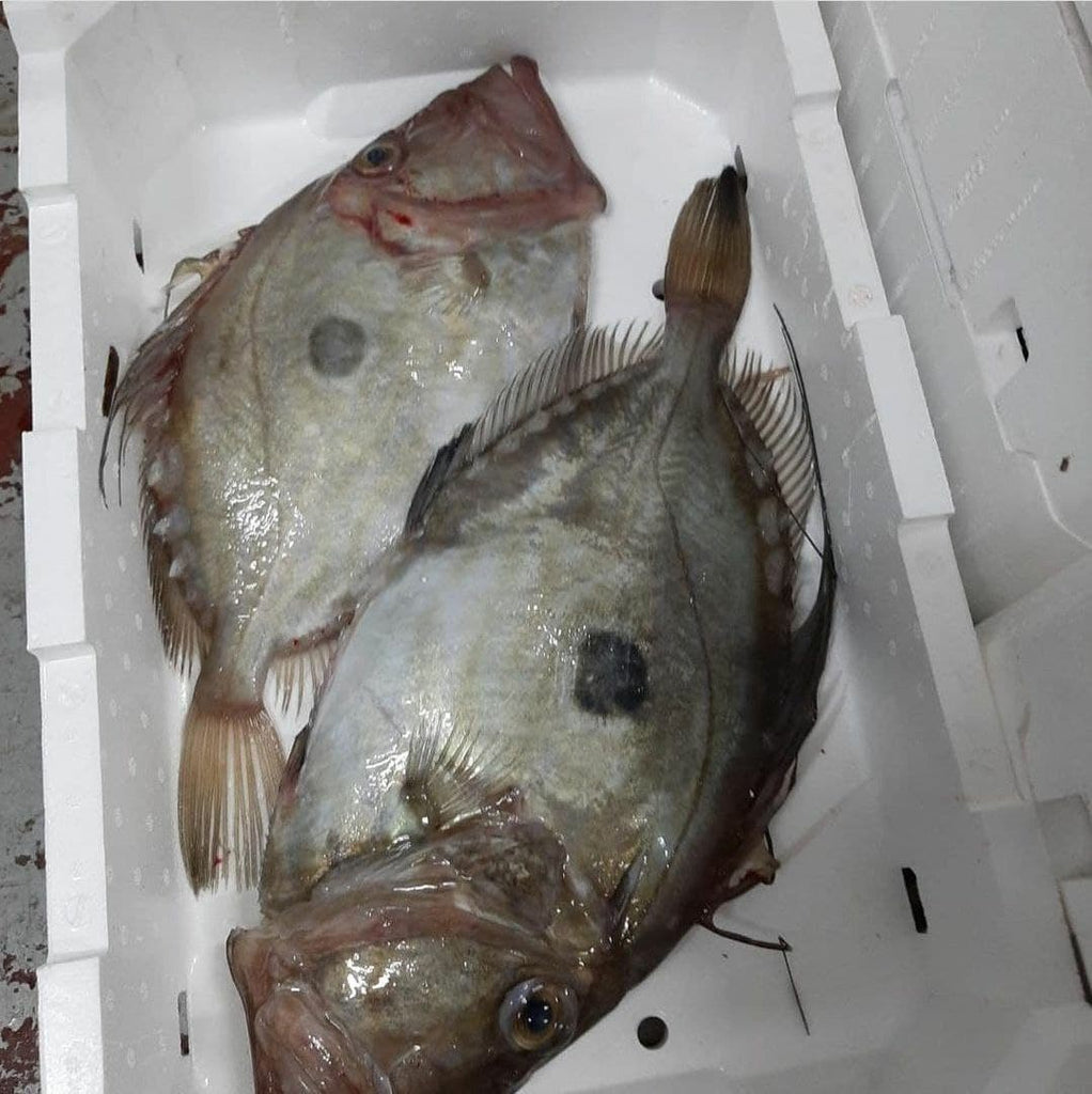 John Dory