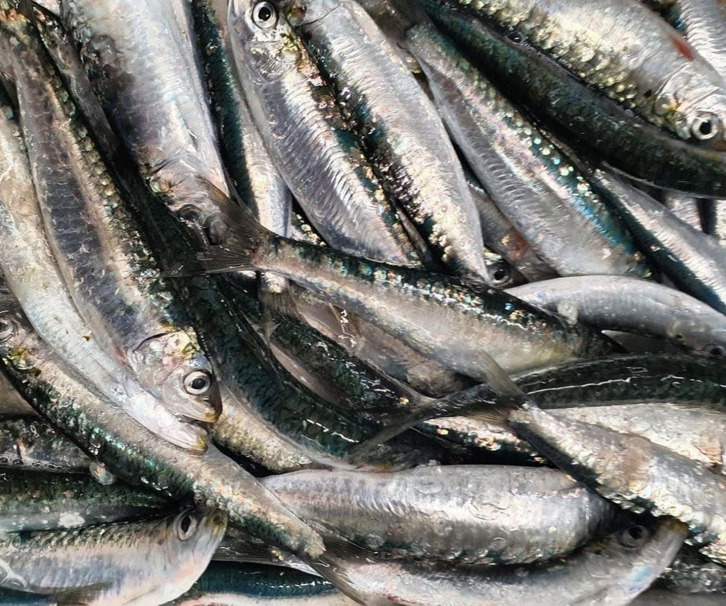 Fresh Sardine