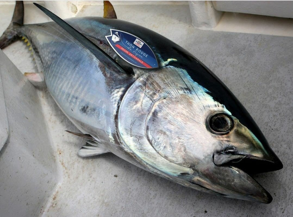 Bluefin Tuna Whole