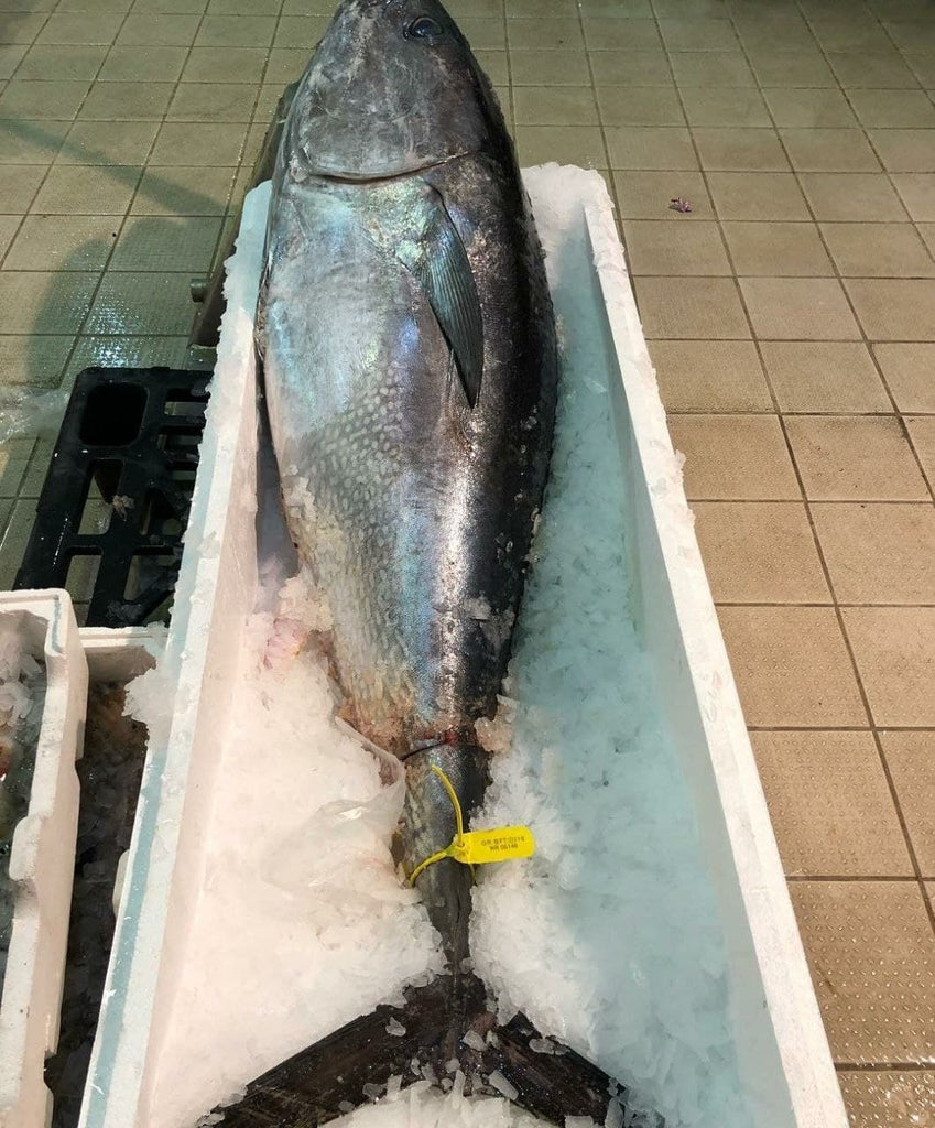 Bluefin Tuna Whole