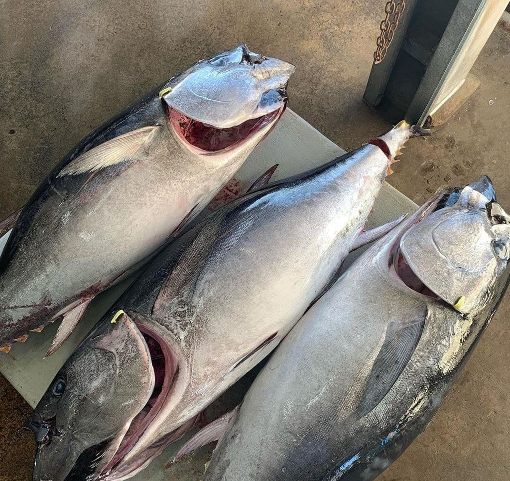 Tuna Yellowfin (Line caught)