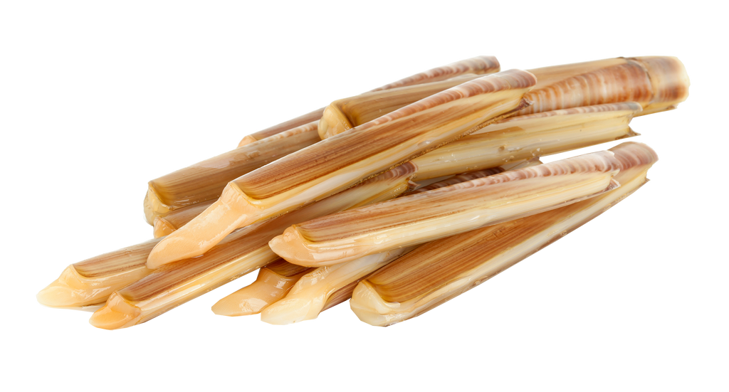 Razor Clam