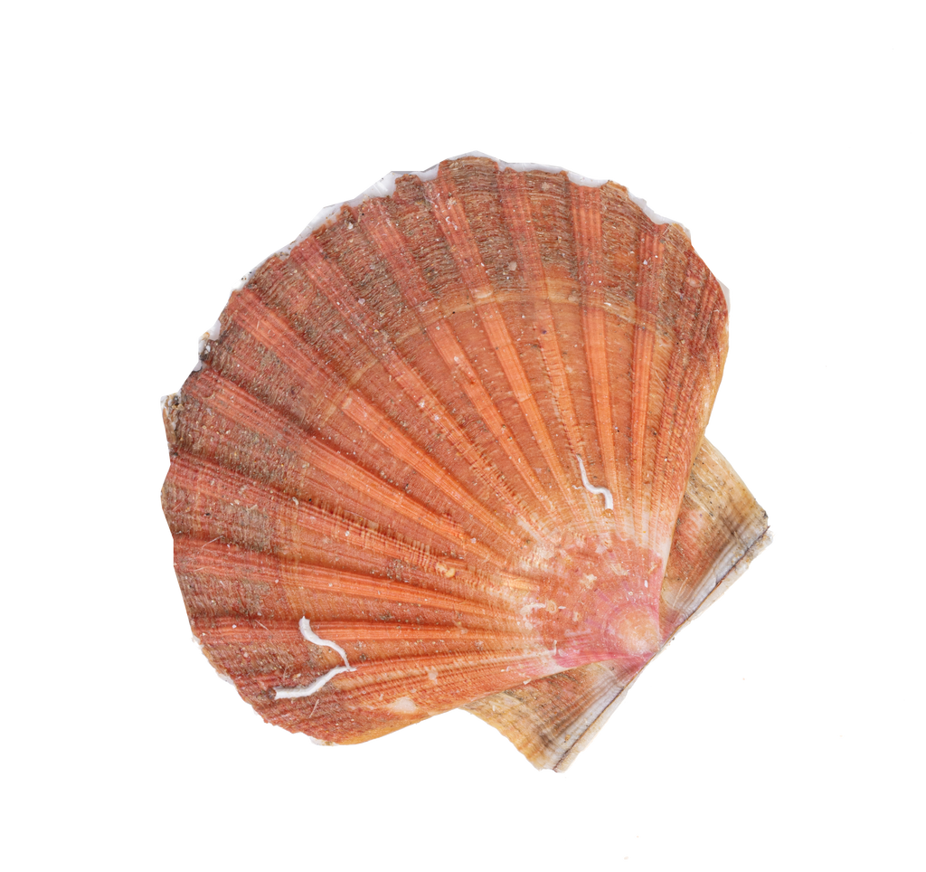 Scallop