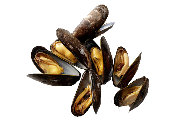 Mussels