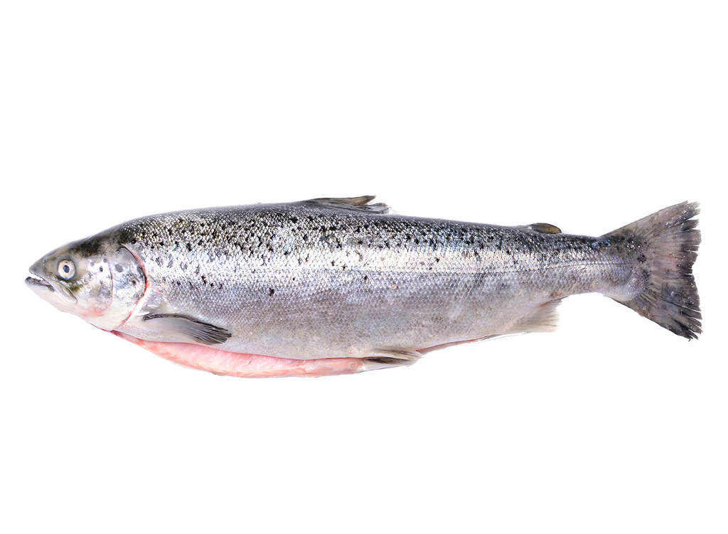 Salmon From Norway