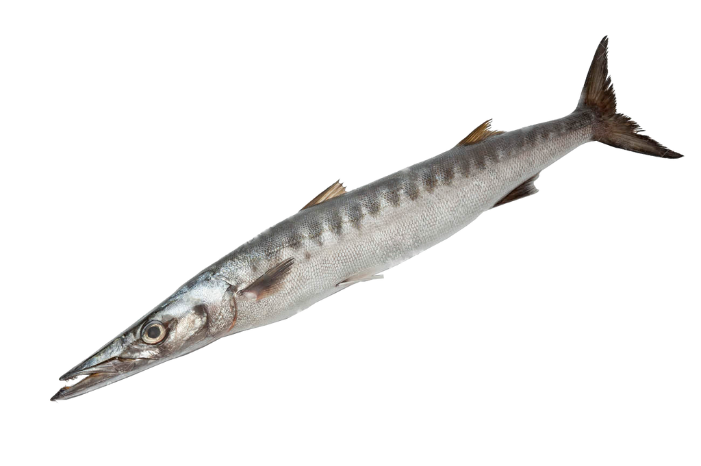 Barracuda